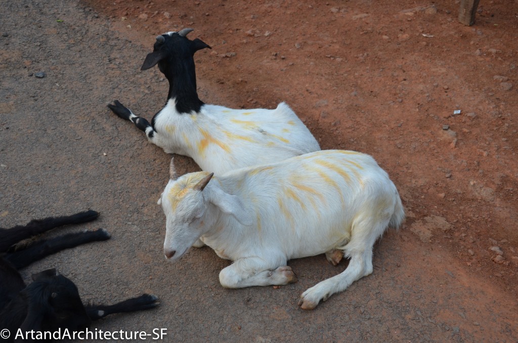 Colored Goats