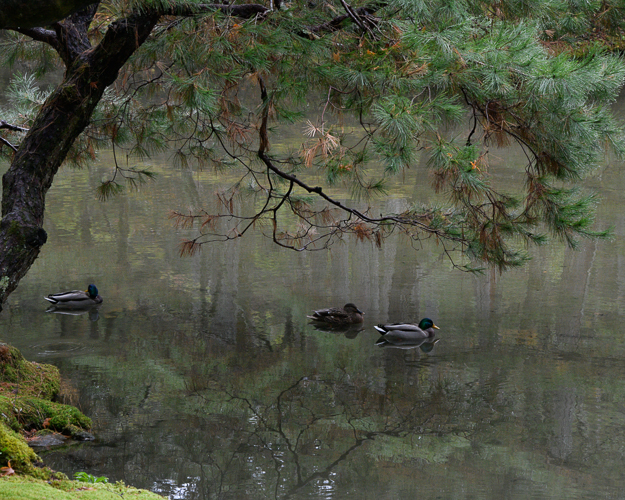 ducks on a pond