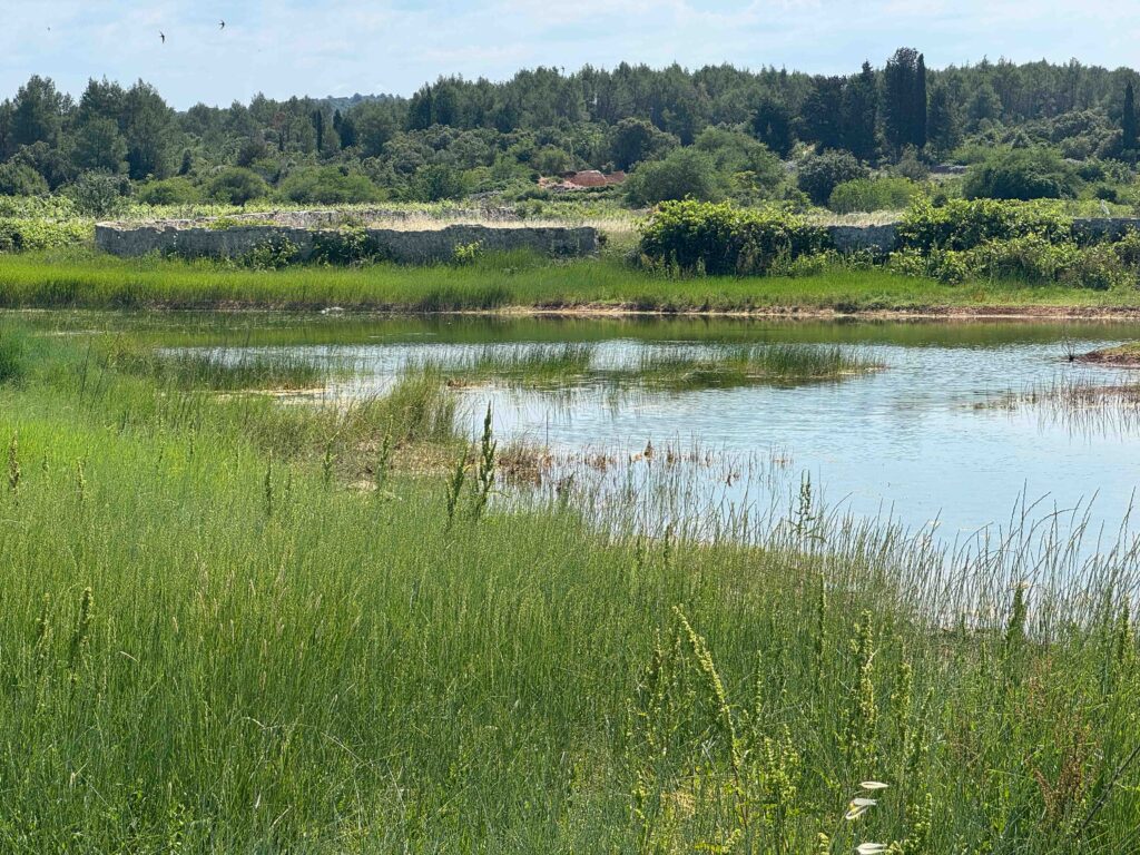Dracevica