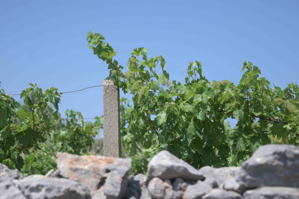 Stari Grad Wine Grapes